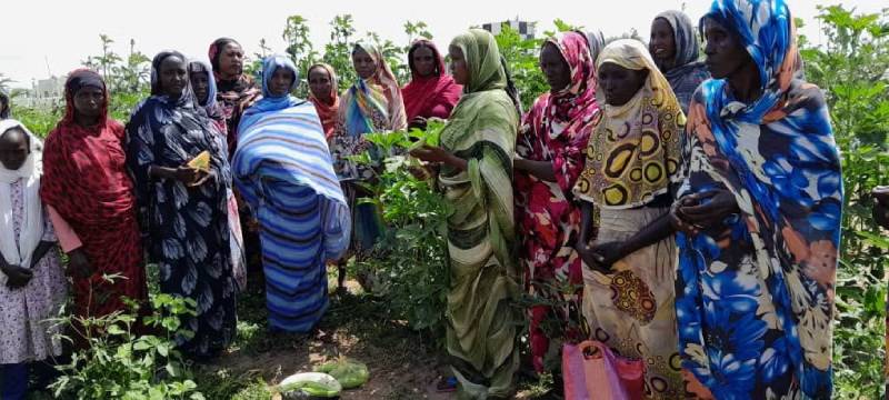 Under the Ashes of War: Farmers of Central Sudan Struggle to Revive Their Lands