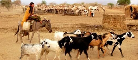 السودان: يدفع الرعاة ثمنا باهظا بسبب الحرب يؤثر على حياة 7 ملايين مواطن