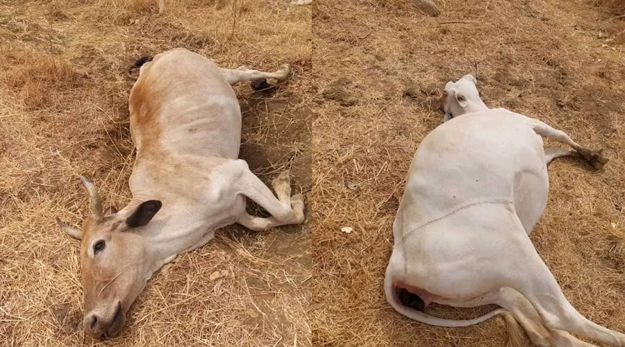 كارثة بيئية بسبب استخلاص الذهب بجنوب كردفان