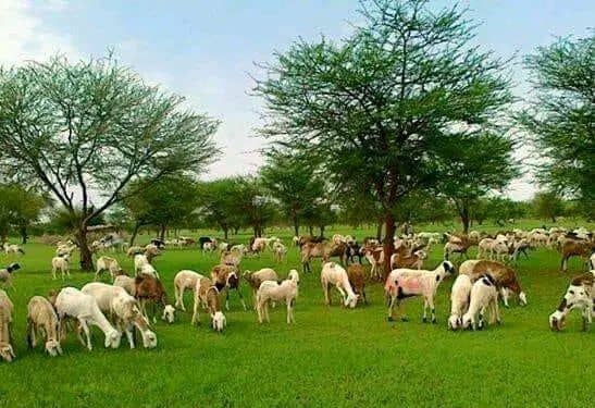 Sudan: Livestock Wealth Under Fire