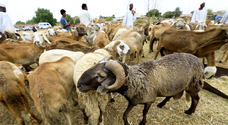 Eid al-Adha in Khartoum: The Hell of the Market Robs Citizens of Their Joy